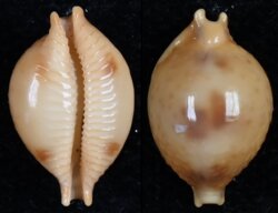 Pustularia bistrinotata bistrinotata