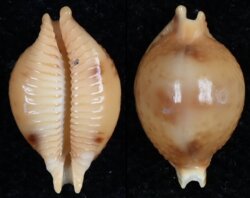 Pustularia bistrinotata bistrinotata
