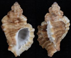 Ocenebra erinaceus fma hanleyi