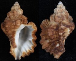 Ocenebra erinaceus fma hanleyi