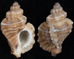 Ocenebra erinaceus fma hanleyi