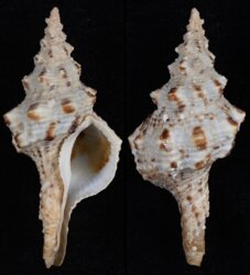 Marmorofusus polygonoides