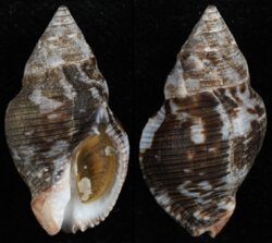 Gemophos viverratus