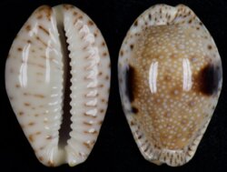 Naria nebrites