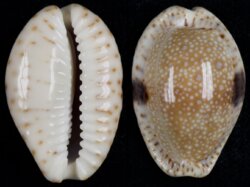 Naria nebrites