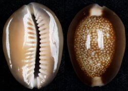 Monetaria caputserpentis