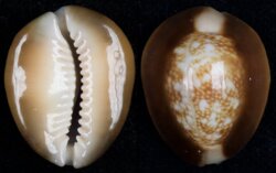 Monetaria caputserpentis