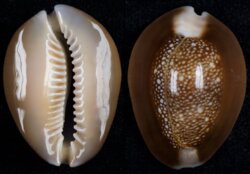 Monetaria caputserpentis
