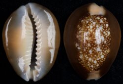Monetaria caputserpentis