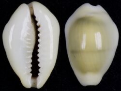 Monetaria moneta fma icterina
