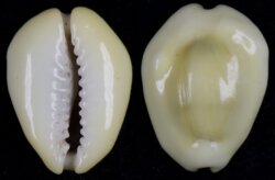 Monetaria moneta fma icterina