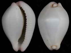 Calpurnus verrucosus