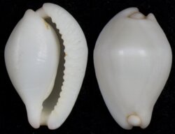 Calpurnus verrucosus