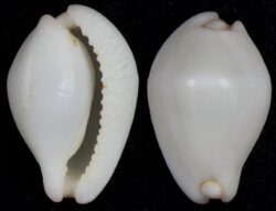 Calpurnus verrucosus