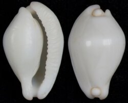 Calpurnus verrucosus