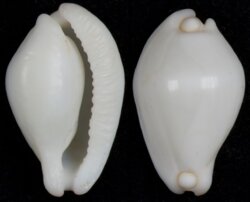 Calpurnus verrucosus