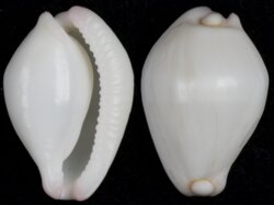 Calpurnus verrucosus