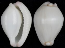 Calpurnus verrucosus
