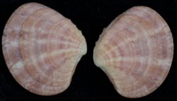 Clausinella fasciata