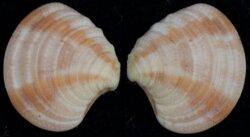 Clausinella fasciata
