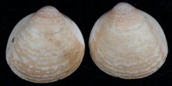 Laevicardium mortoni