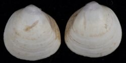Laevicardium mortoni