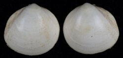 Laevicardium mortoni