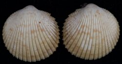 Dallocardia muricata