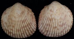 Dallocardia muricata