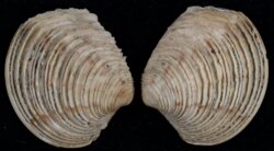 Venus casina