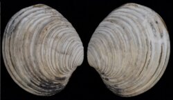 Venus casina