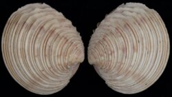 Venus casina
