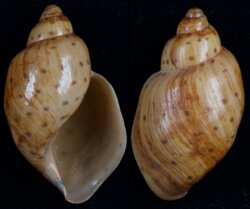 Ampulla priamus