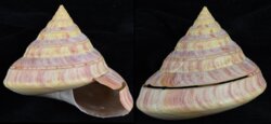 Entemnotrochus rumphii