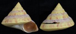 Entemnotrochus rumphii