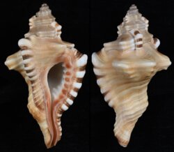 Cymatium perryi