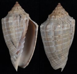 Voluta virescens
