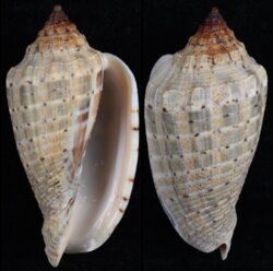 Voluta virescens