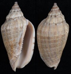 Voluta virescens