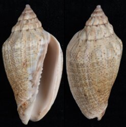 Voluta virescens