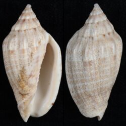 Voluta virescens