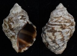 Nucella dubia
