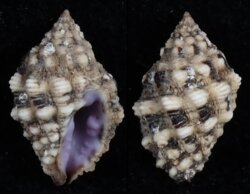 Morula uva