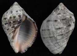 Purpura persica
