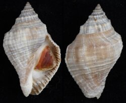 Stramonita floridana