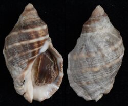 Thais capensis