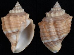 Euclia cassidiformis