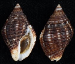 Cantharus gemmatus