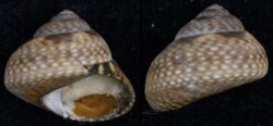 Oxystele variegata