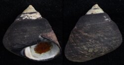 Oxystele sinensis